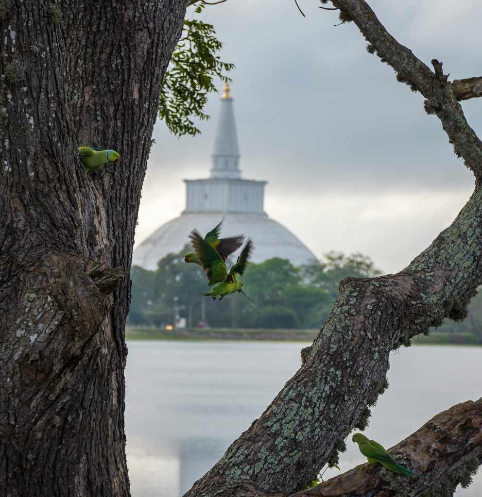 Ancient white stupa and green parrots in Anuradhapura Sri Lanka